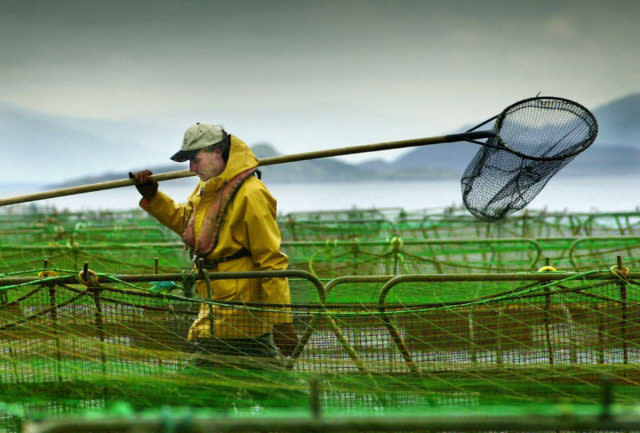 A worker on a salmon farm (David Cheskin/PA)