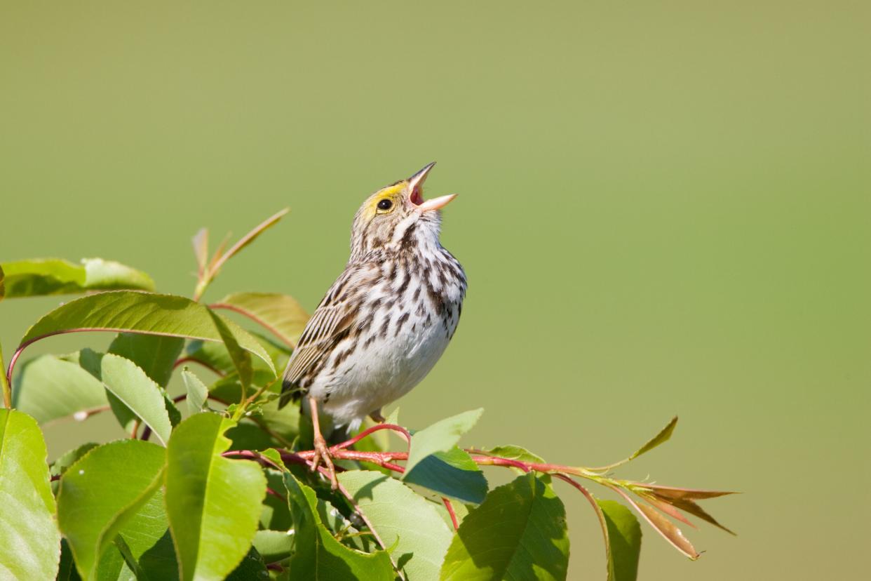 bird singing on a tree