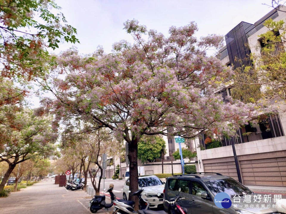 北屯區的軍福公園種植多株苦楝樹