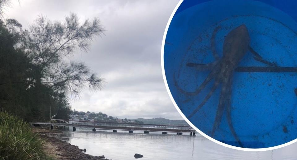 A deadly blue-ringed octopus pictured at the bottom of a blue bucket.