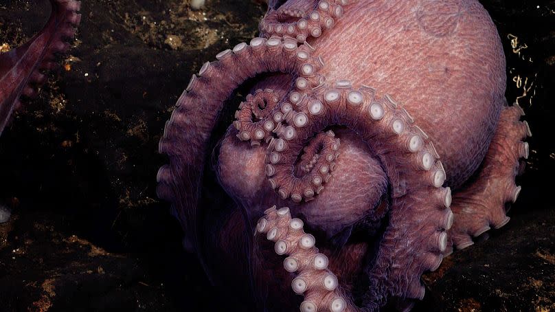 A mother octopus broods her eggs near a small outcrop of rock unofficially called El Dorado Hill.