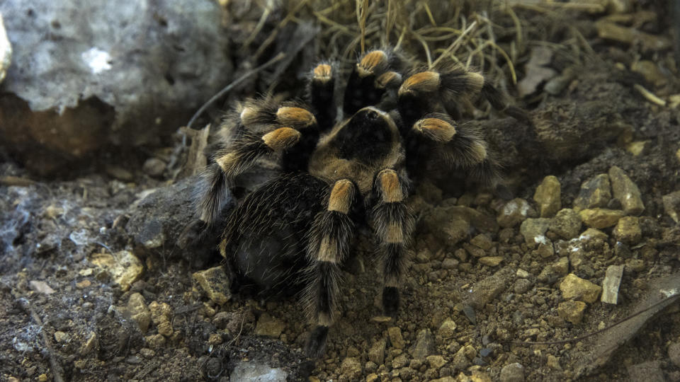 Brazilian salmon pink birdeater