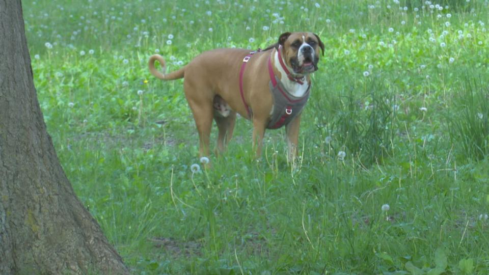 Rowdy, a boxer and English bulldog mix, enjoys the off-leash area of Optimist Memorial Park in Windsor.