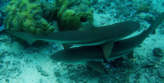 Shark companions are usually of the same gender and age. Here two young companions unite, after circling away from each other for a time.