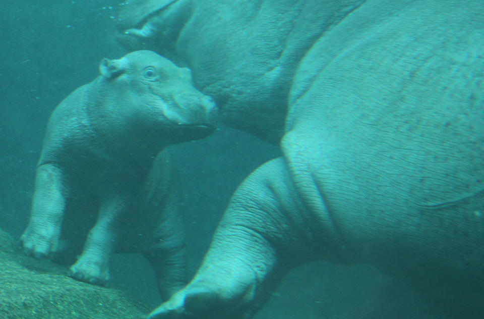 Baby Hippopotamus Presentation At Berlin Zoo