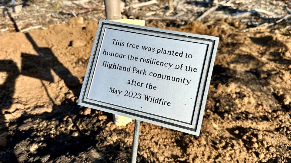 A placard was placed in front of the red maple tree.