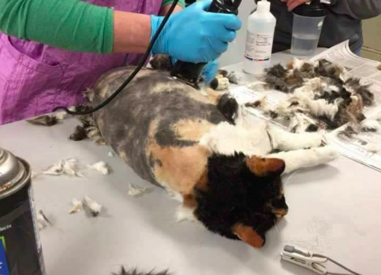 Help: The cat was given a shave to remove two pounds of fur (Western PA Humane Society)