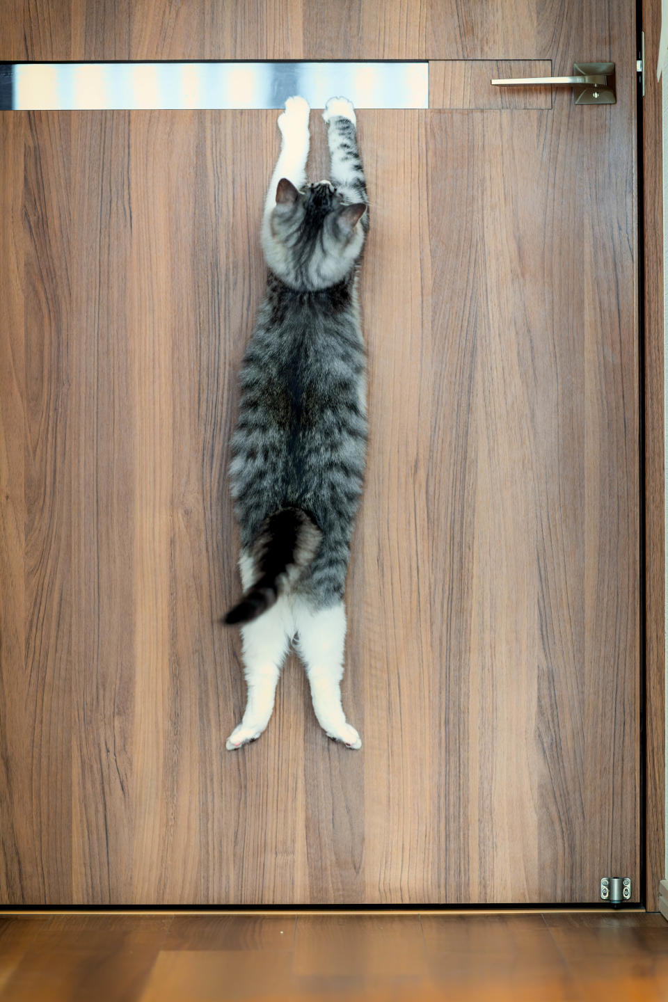 A cat hangs on to a door.