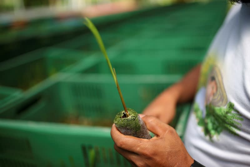 Duberney López, exguerrillero y firmante del acuerdo de paz entre las Fuerzas Armadas Revolucionarias de Colombia (FARC) y el Gobierno colombiano, sostiene un plantón que será sembrado para reforestar las selvas, en Puerto Guzmán