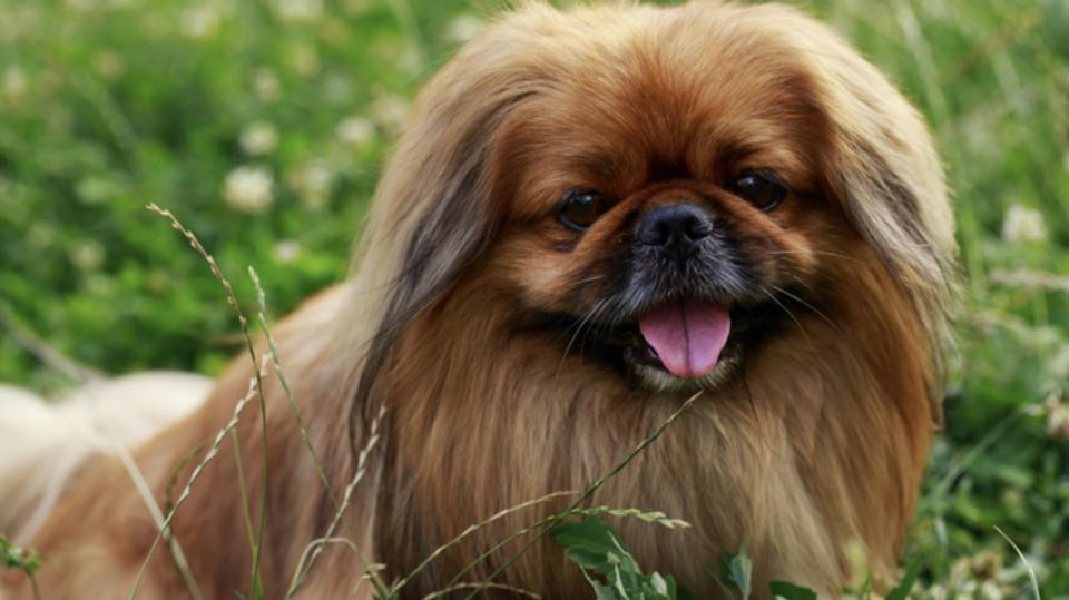 32 best dog breeds if you're short on space