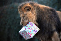 A lion holds a "Christmas gift" during a photocall marking Christmas at the London Zoo in central London on December 12, 2012. AFP PHOTO/CARL COURT