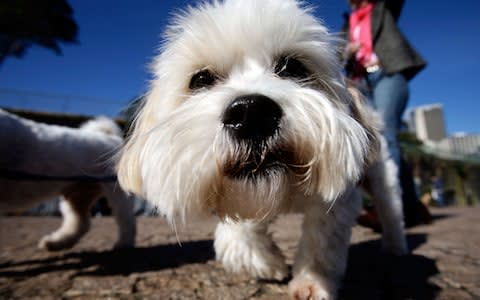 The University of Surrey paid to relocate a Maltese terrier belonging to its new vice chancellor to the UK from Australia - Credit: Getty