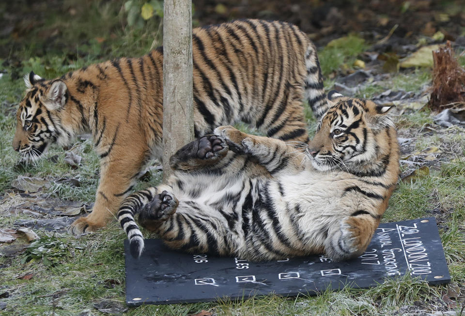 London Zoo begins annual residents count