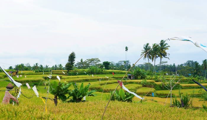 Fun walk: The Tegalalang rice terrace is easy to hike. To avoid the heat, start trekking before 10 a.m. or after 3 p.m.