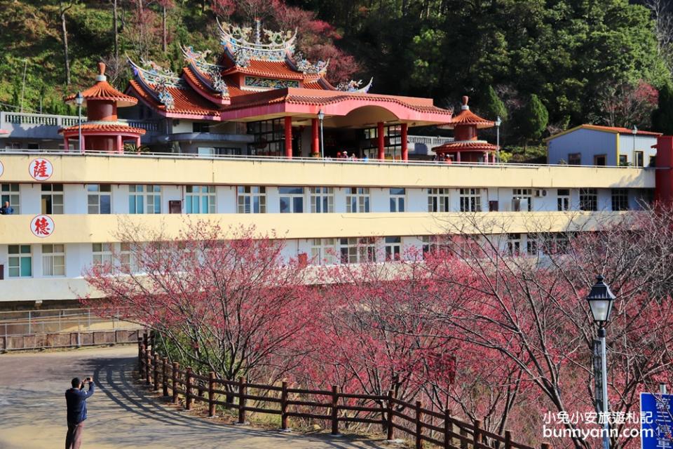 獅潭協雲宮，山林間的紅粉櫻花谷