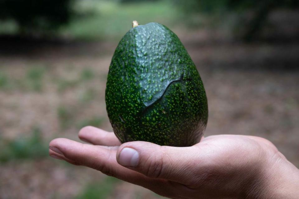 Aguacate producido en Michoacán. Foto: Cuartoscuro