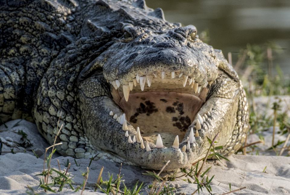 Nile crocodile