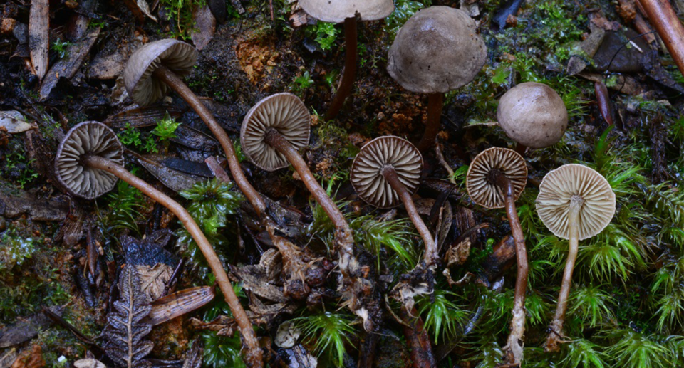 Pseudobaeospora taluna fungus lying on the forest floor.