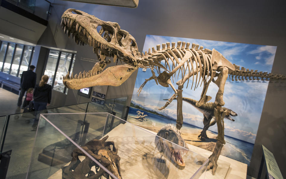 <span class="s1">A full skeletal replica of the Lythronax argestes is displayed at the Natural History Museum of Utah in Salt Lake City. The fossils were found in Grand Staircase-Escalante National Monument. (Photo: Brian van der Brug/Los Angeles Times via Getty Images)</span>