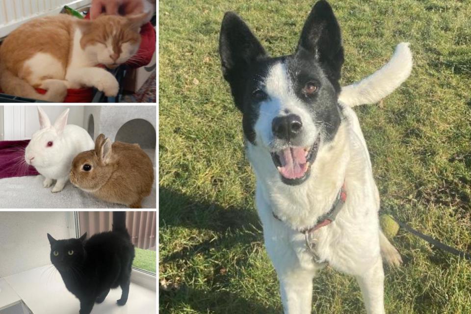 There are a few pets from the Essex RSPCA centres and Danaher Animal Home who are looking for new owners <i>(Image: RSPCA/Danaher Animal Home)</i>