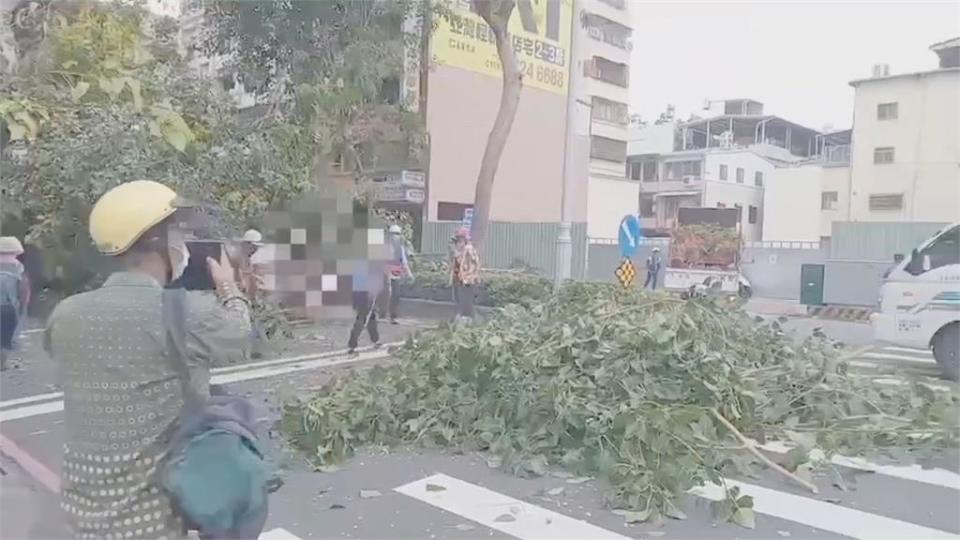 高雄分隔島路樹突然倒塌不偏不倚慘壓轎車 　女駕駛一度受困