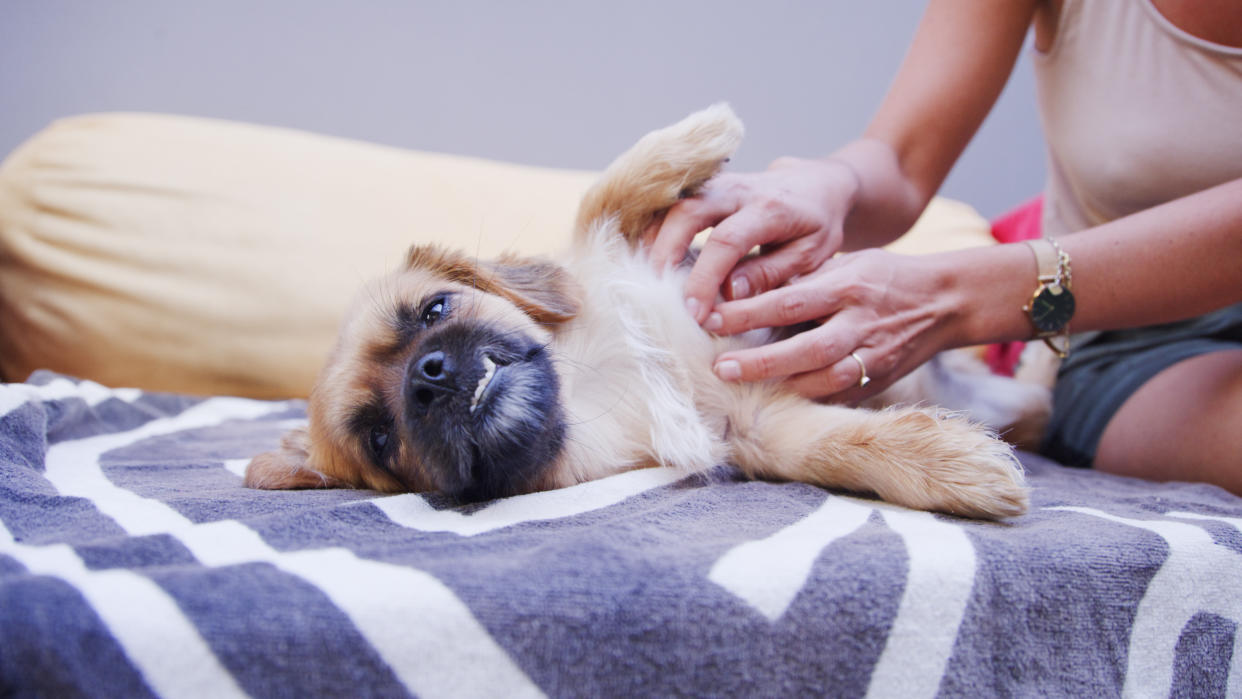  Woman checking her dog for bed bugs. 