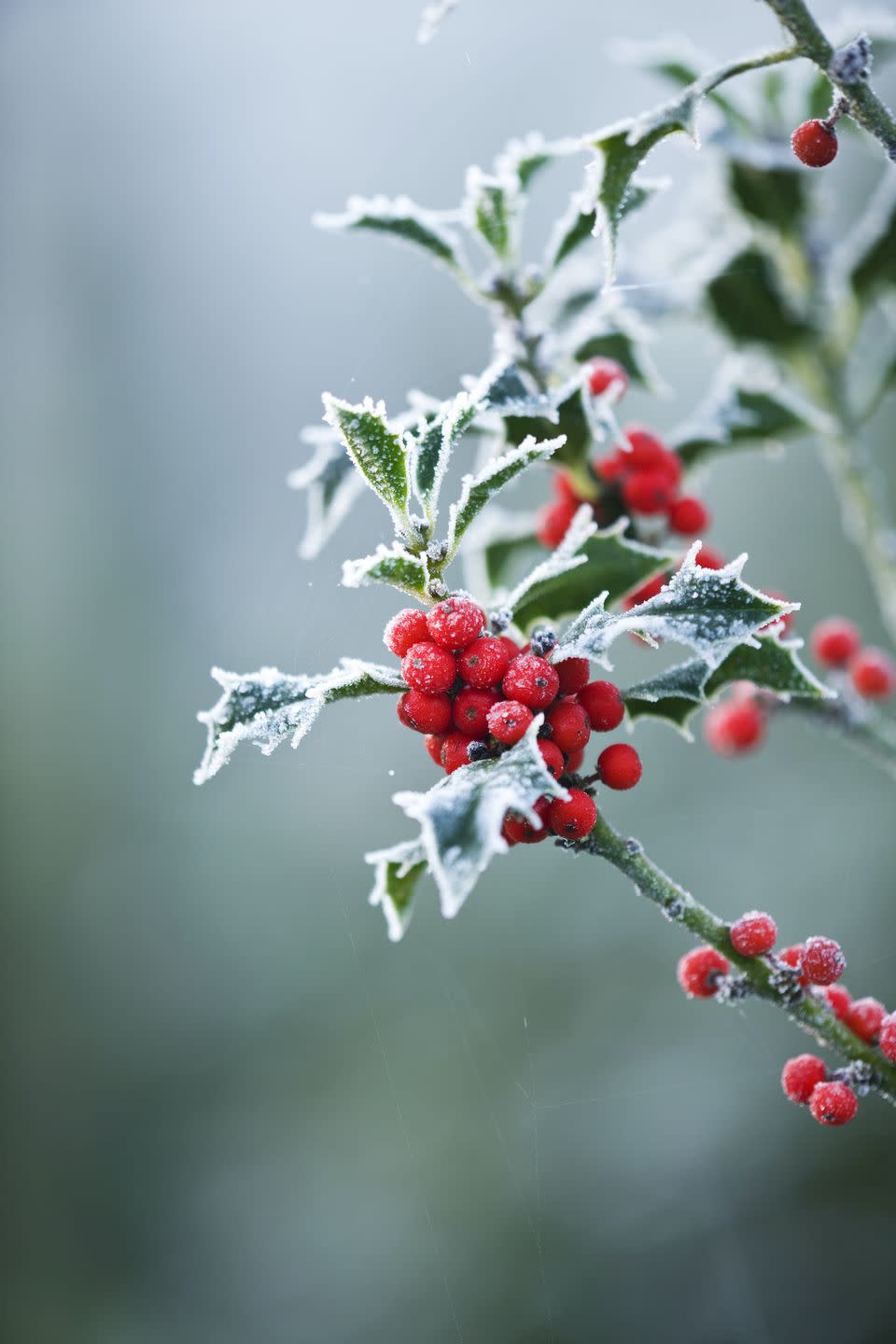 <p>With beautiful berries and polished dark green leaves, holly is a wonderful addition to any Christmas table setting. Simply scatter beside <a href="https://www.housebeautiful.com/uk/decorate/dining-area/g38199930/best-christmas-placemats/" rel="nofollow noopener" target="_blank" data-ylk="slk:placemats;elm:context_link;itc:0;sec:content-canvas" class="link ">placemats</a> or pop in small vases. </p><p>Vicky adds: 'If you're looking for the perfect way to bring a bit of festive sparkle to your winter blooms, consider using festive accessories. Anything red and white will certainly spread the festive cheer.'</p>