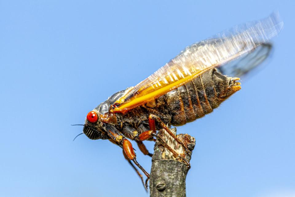 double brood periodical cicada