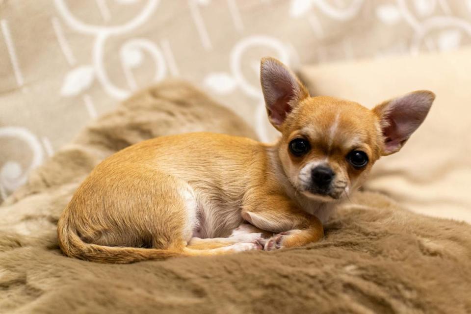 Chihuahuas top the nationwide list and rank No. 1 in several states.