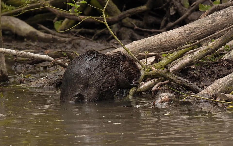 A picture of a beaver kit - Environment Agency