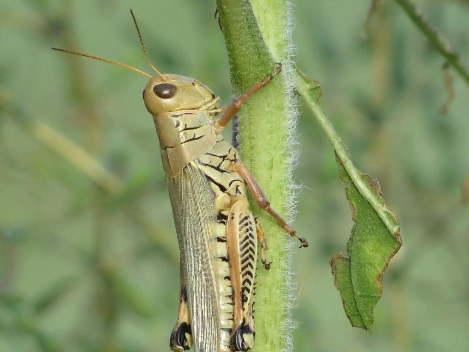 A differential grasshopper, Melanoplus differentialis, munches the greenery of Callahan County.