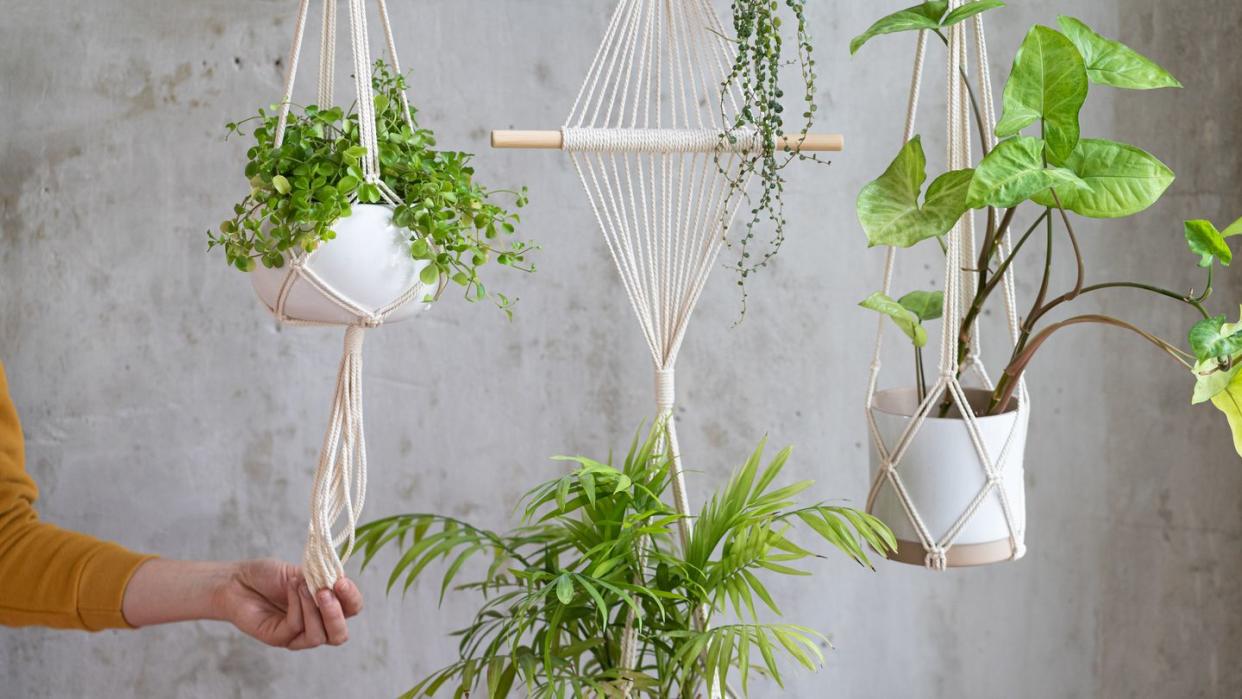 indoor hanging plants