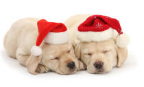 <p>Sleeping yellow Labrador retriever pups, 8 weeks old, wearing Father Christmas hats. (Photo: Warren Photographic/Caters News) </p>