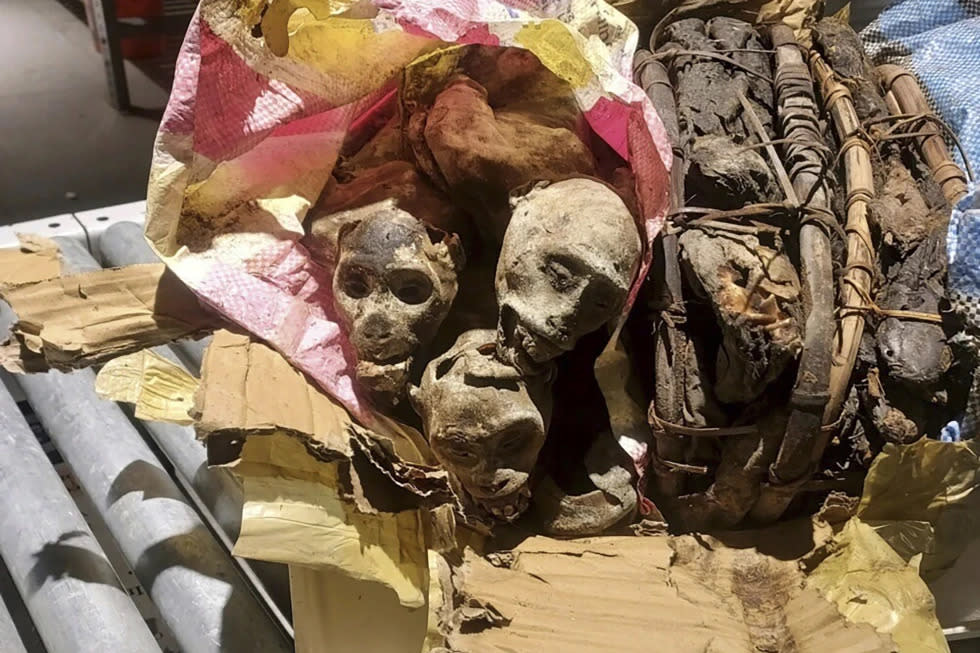 Four mummified monkeys (pictured) were discovered in the passenger’s luggage (Associated Press)