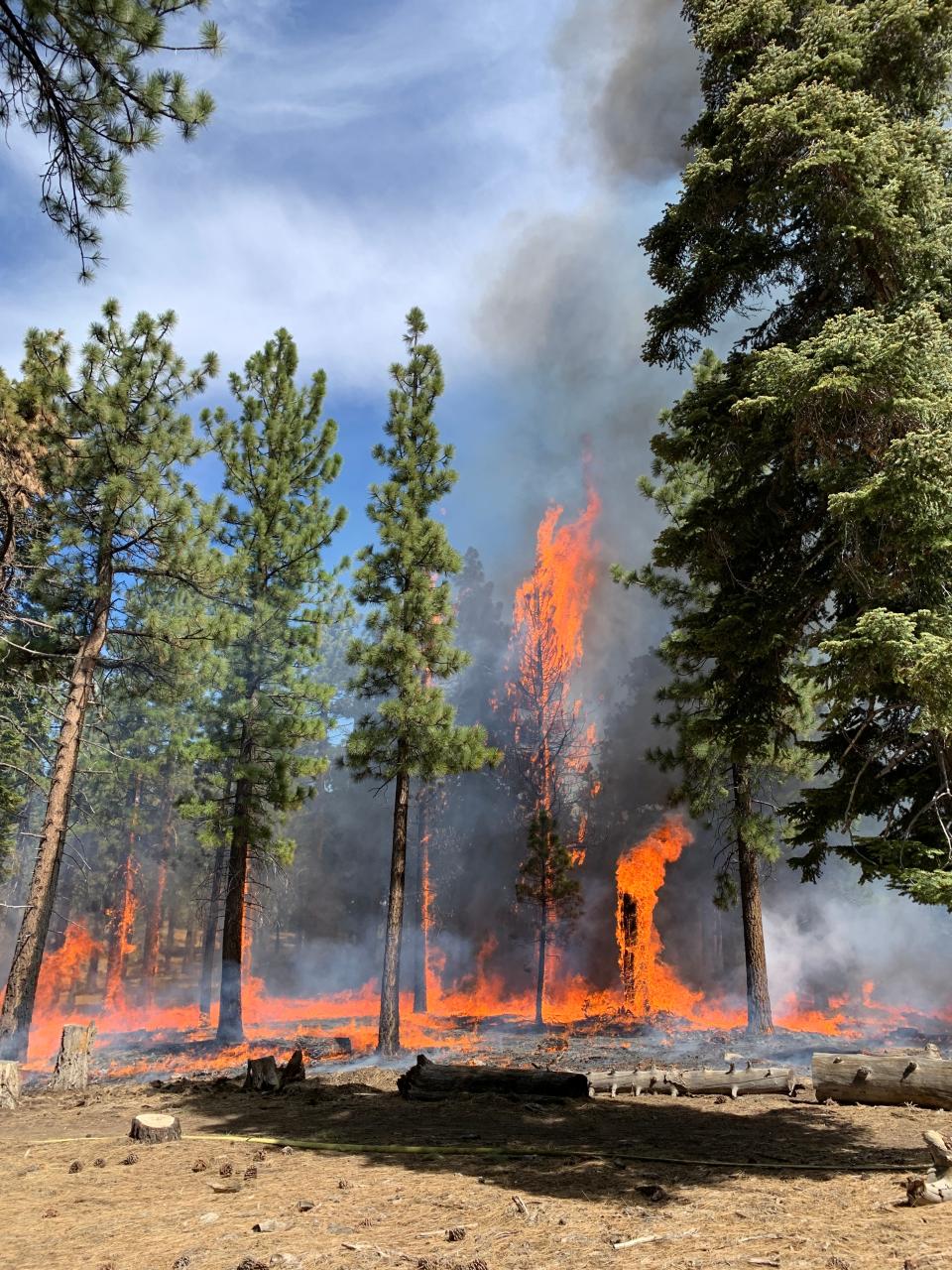 Flames reach younger trees in a two-acre test burn done prior to a planned 46-acre prescribed burn in the San Bernardino National Forest 90 miles east of Los Angeles. Despite extensive preparation, the winds picked up during the test and the National Forest Service staff on-site made the decision to not continue with the planned burn for reasons of safety on April 18.