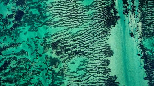 <span class="caption">Seagrass meadows are a hugely important store of blue carbon - and so is the rest of the ocean sea floor</span> <span class="attribution"><a class="link " href="https://www.shutterstock.com/image-photo/vertical-aerial-drone-view-seagrass-meadows-1235909569" rel="nofollow noopener" target="_blank" data-ylk="slk:Philip Schubert/Shutterstock;elm:context_link;itc:0;sec:content-canvas">Philip Schubert/Shutterstock</a></span>