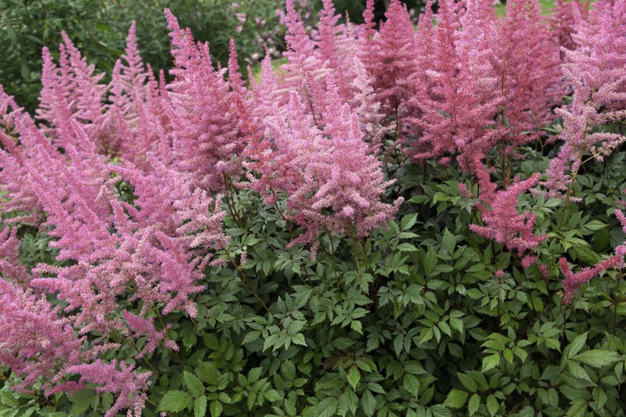 summer flowers like astilbe