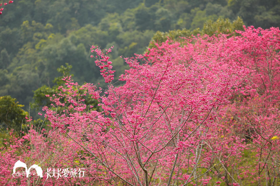 棲蘭 達漾咖啡後方山坡櫻花林