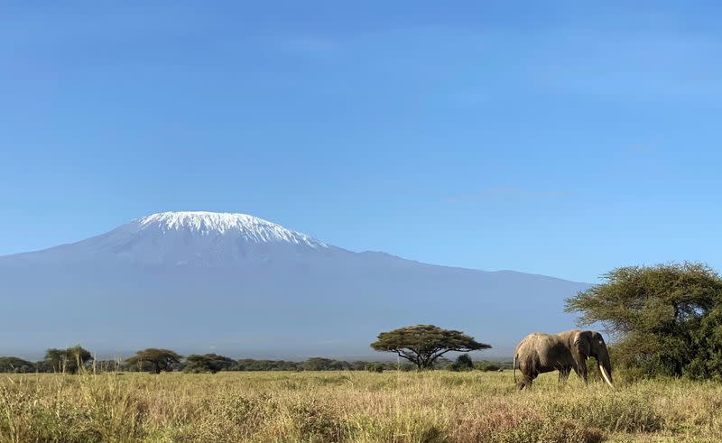 An elephant walks within the Kimana Sanctuary within the Amboseli ecosystem in Kimana