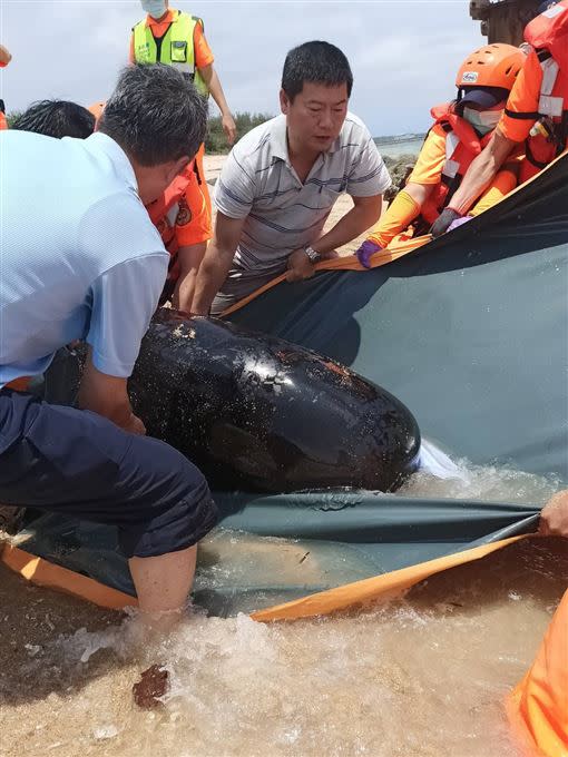 澎湖海巡挖溝竭力引導成功救援，稀有保育類短肢領航鯨返回大海。（圖／翻攝畫面）