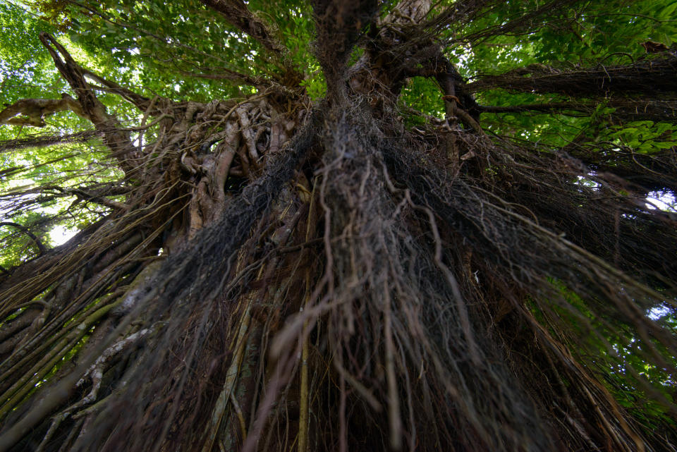 FILE PHOTO: Balete tree. (Photo: Getty Images)