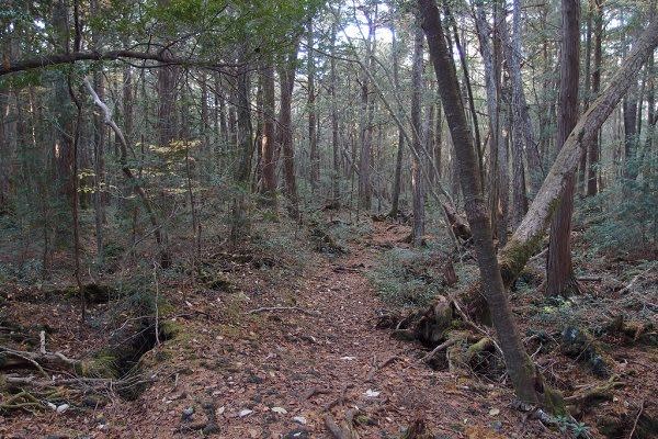 <p>O bosque Aokigahara, no Japão, é o segundo lugar mais popular em relação ao número de suicídios cometidos (o primeiro é a ponte Golden Gate em São Francisco, Estados Unidos), de acordo com a <i>Condé Nast Traveler</i>. Em 2010, por exemplo, 247 pessoas tentaram acabar com suas vidas no local. – <i>Foto: flickr.com/o_0/10863296864/</i></p>