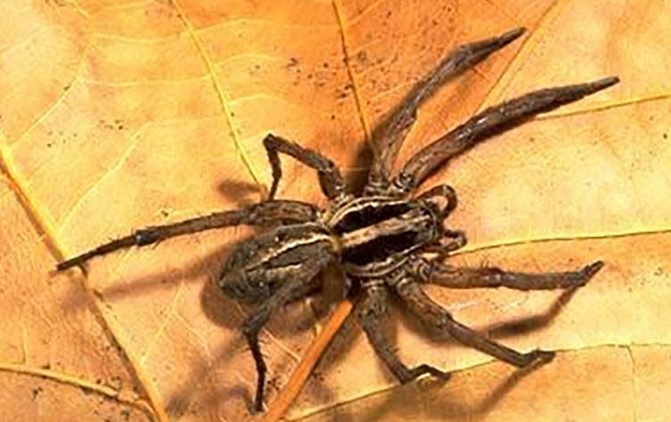 Wolf Spider: Read more at https://ipm.ucanr.edu/PMG/PESTNOTES/pn7442.html