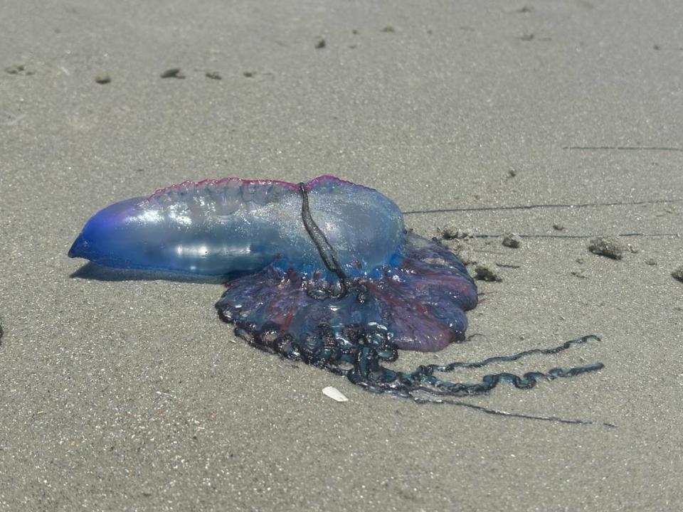 Man o’ war on the beach near 62nd Avenue in Myrtle Beach sent in by a reader.