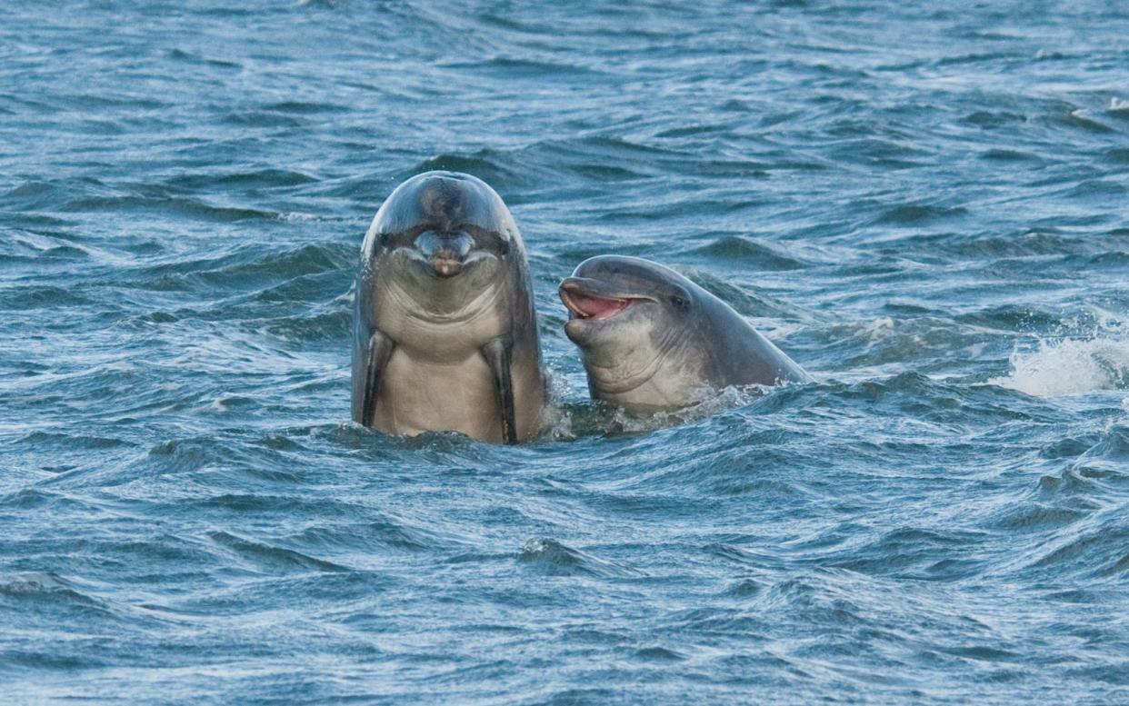 A warning: always be nice to a dolphin, because it will remember - Getty