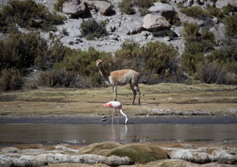 REUTERS/Cristian Ruddolffi