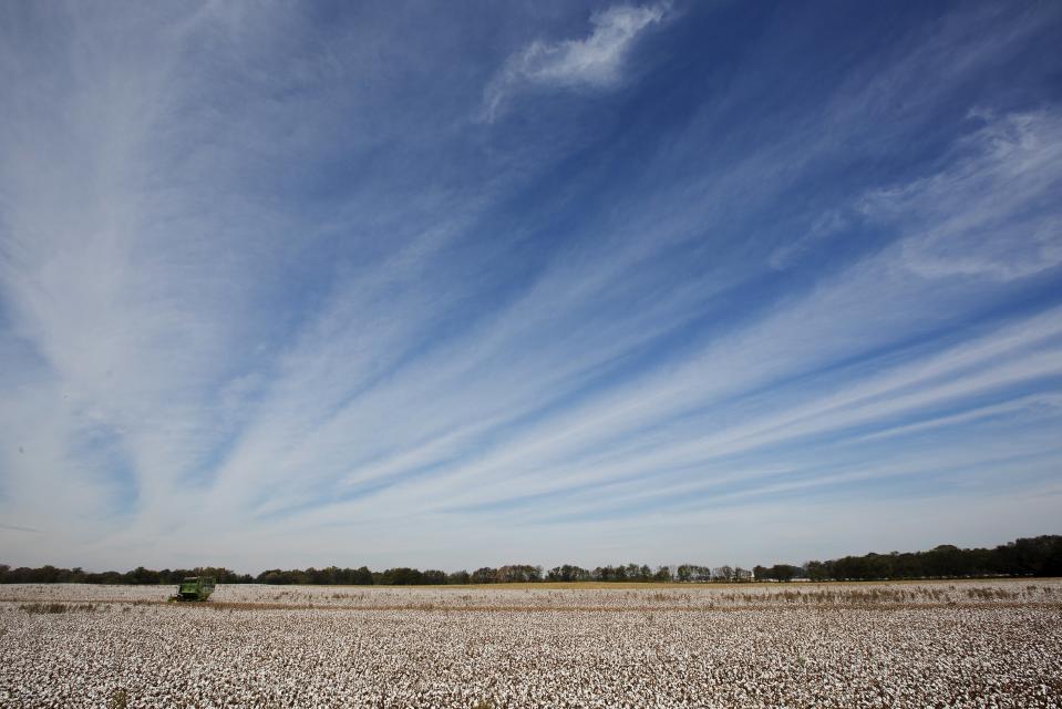 The Wider Image: The Legacy of "King Cotton" in the American South