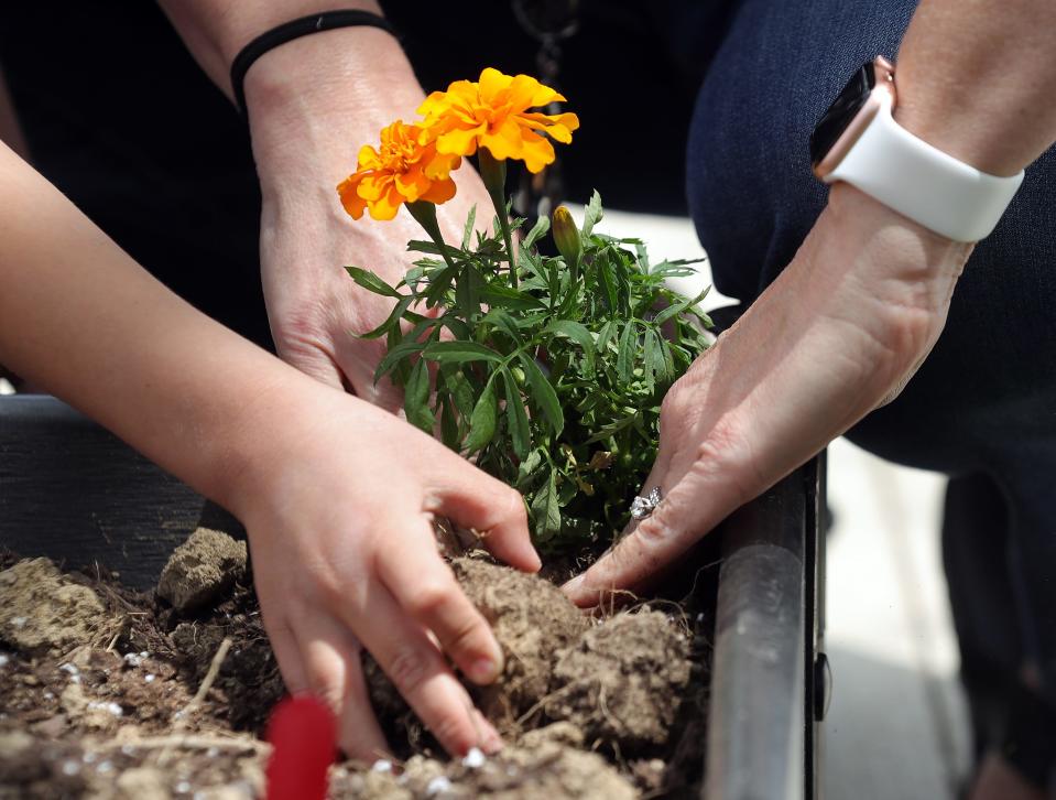 Students work with their teachers at McDowell Early Learning School to plant marigolds and other flowers and herbs Tuesday in their sensory garden in Hudson.