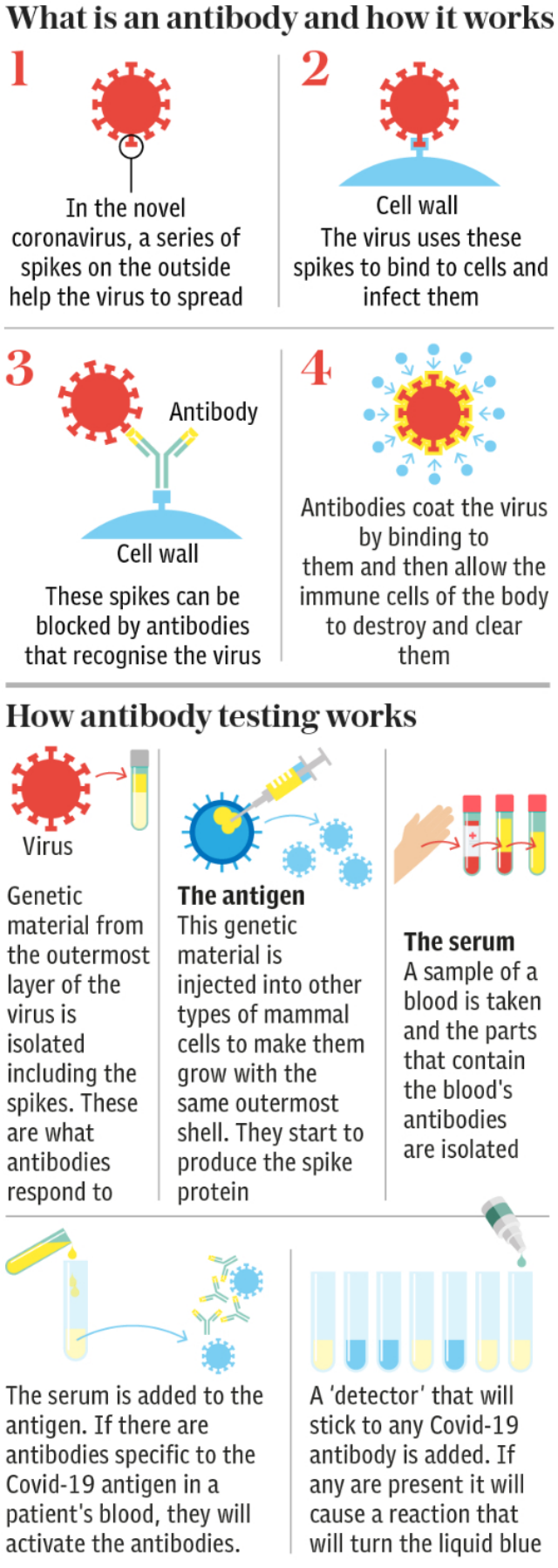 Antibody test - how it works