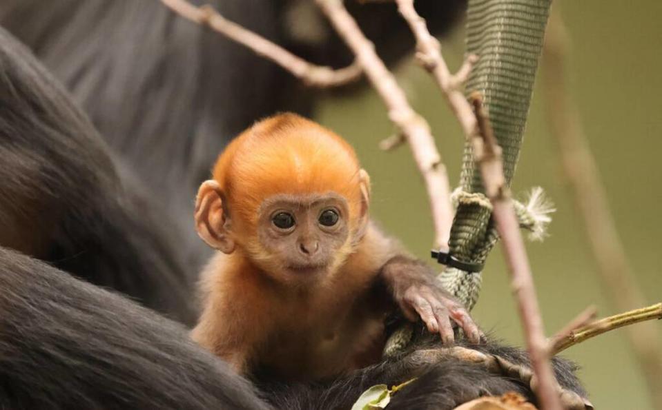 Citrus explores his habitat while staying close to an adult Francois langur monkey.